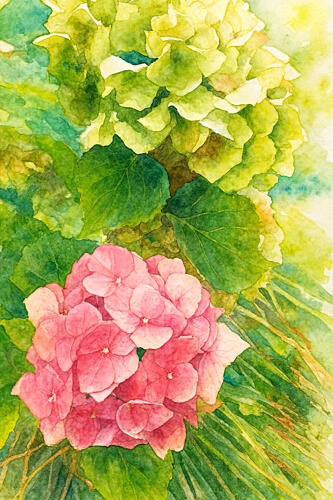 Pink and Green Hydrangeas Art Print