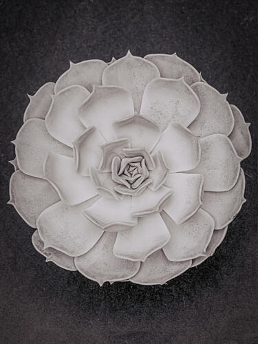 Monochrome Succulent Rosette Art Print by Pictufy Studio III