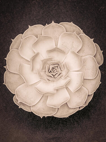 Elegant Succulent Rosette Art Print by Pictufy Studio III