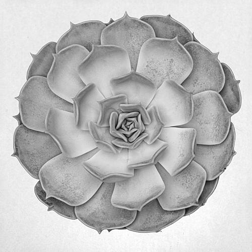 Natural Succulent Pattern Art Print by Pictufy Studio III