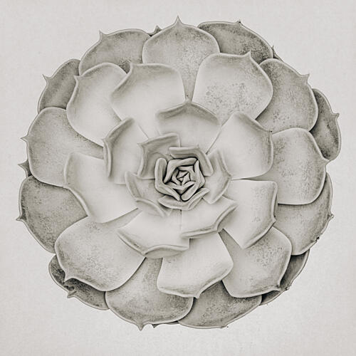Monochrome Succulent Rosette Art Print by Pictufy Studio III