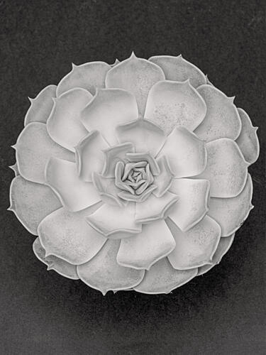 Monochrome Succulent Bloom Art Print by Pictufy Studio III