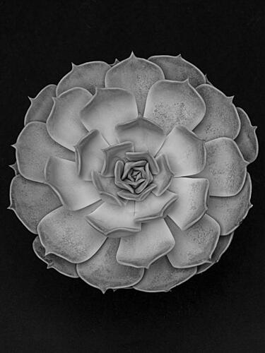 Monochrome Succulent Rosette Art Print by Pictufy Studio III