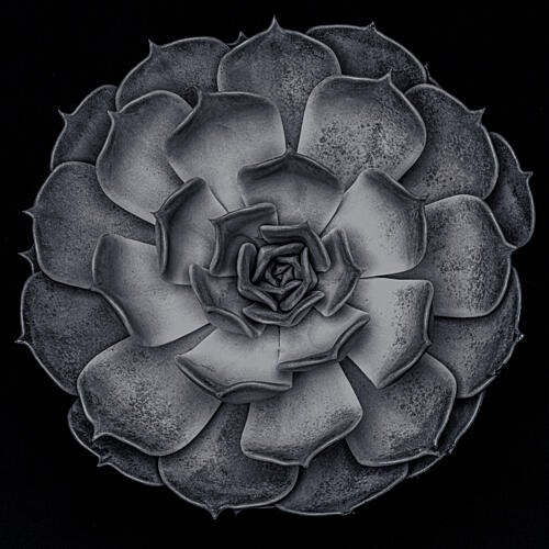 Monochrome Succulent Rosette Art Print by Pictufy Studio III