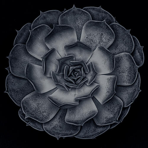 Dark Succulent Rosette Art Print by Pictufy Studio III
