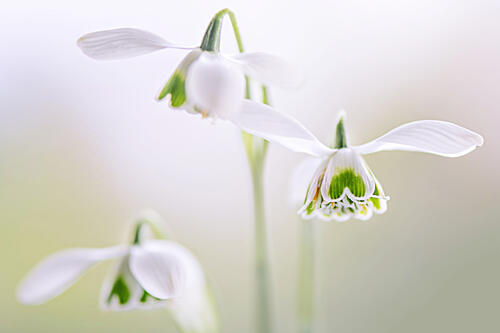Delicate Spring Snowdrops Art Print