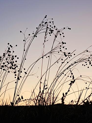 Golden Hour Grass Silhouettes Gold Print