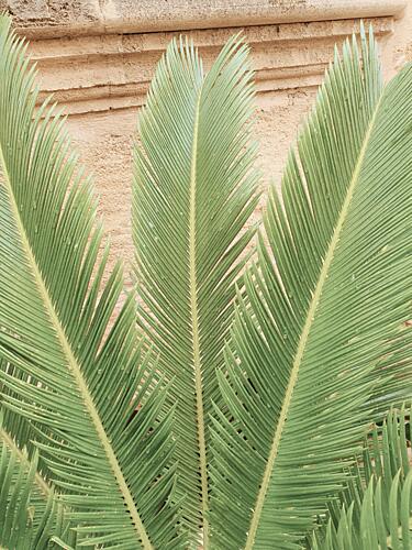 Tropical Green Leaves Art Print
