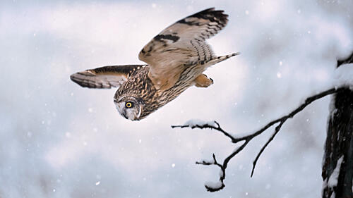 Majestic Owl in Snow Art Print by Dan Luo