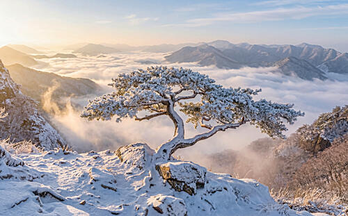 Snowy Pine Mountain Sunrise Art Print