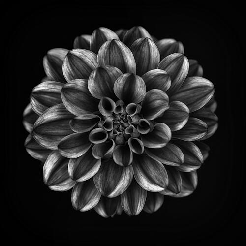 Elegant Monochrome Dahlia Art Print