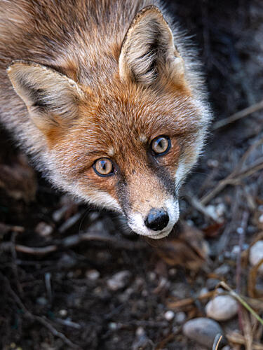Curious Red Fox Art Print by Peter Voljc