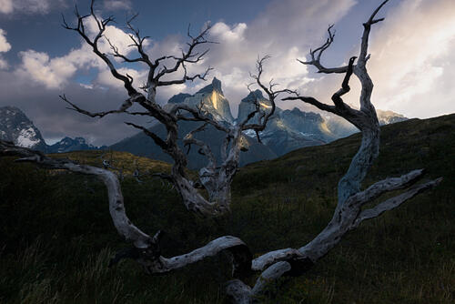 Bare Trees Glowing Mountains Art Print by Kristel Dickau