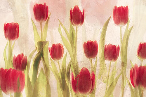 Happy Tulips Art Print
