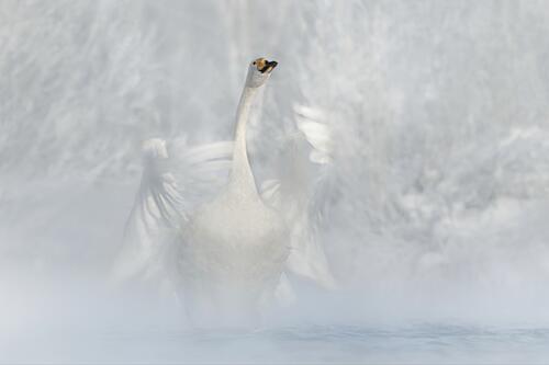 Misty Winter Swan Art Print