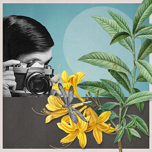 Nature Photographer Yellow Blooms Art Print