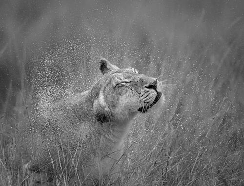 Wild Lioness Splash Art Print by Yunqiang Li