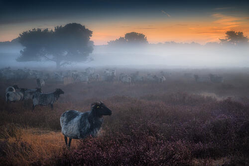 Born in the Fog Gold Print