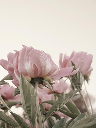 Gentle Pink Peonies Art Print