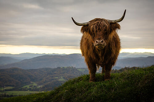 Majestic Highland Cow Art Print by Peter Voljc