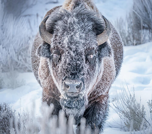 Frosty Bison Portrait Art Print by Yuan Su