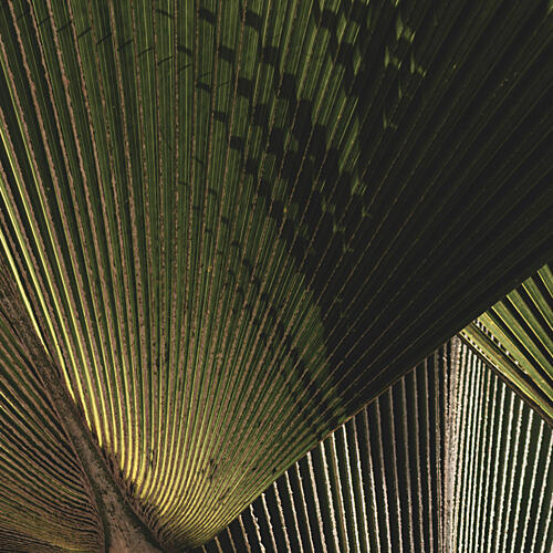 Radiant Palm Leaf Art Print