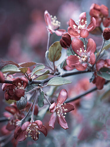 Dreamy Spring Blossoms Art Print