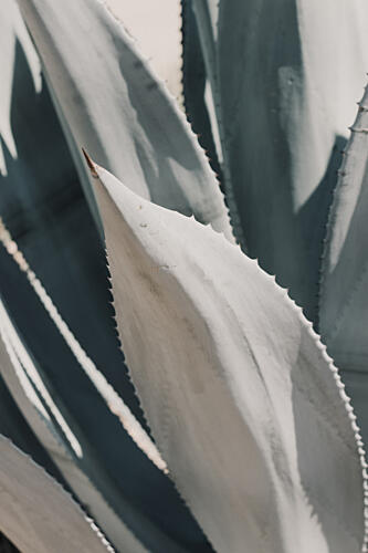 Blue Agave Leaves Art Print