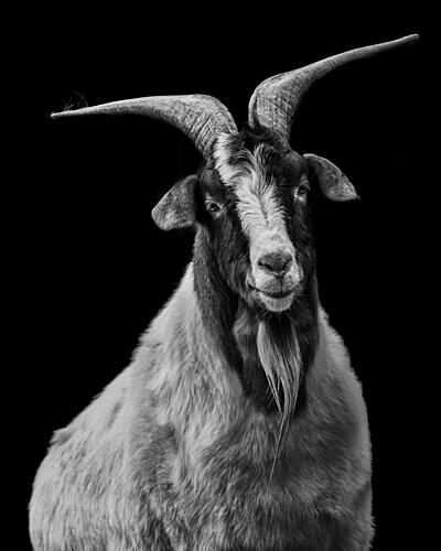 Majestic Billy Goat Art Print by Eiji Yamamoto