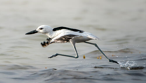 Running Shorebird Splash Art Print