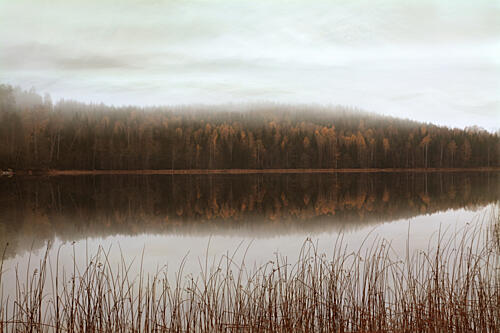 Misty Forest Reflections Art Print