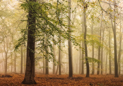 Misty Autumn Forest Art Print by Hilda van der Lee