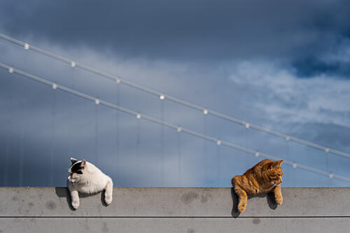 Feline Friends on Bridge Art Print