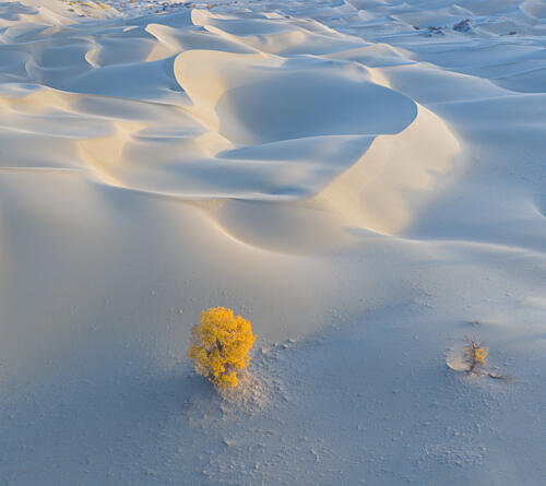 Yellow Tree Desert Dunes Gold Print