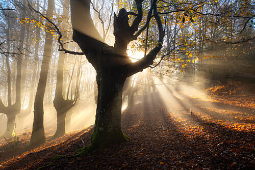 Golden Misty Forest Gold Print