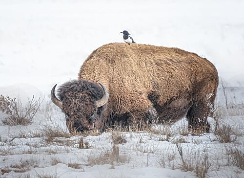 Bison and Magpie in Snow Art Print by Yuan Su