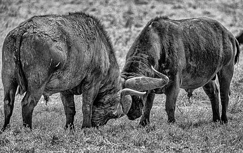 Wildebeest Clash Art Print
