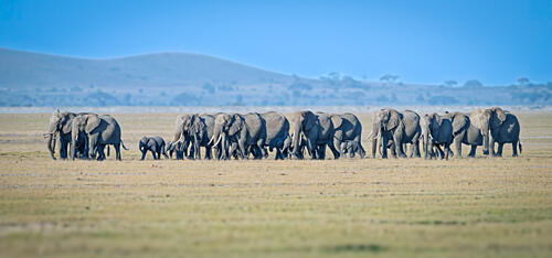 African Elephant Herd Art Print