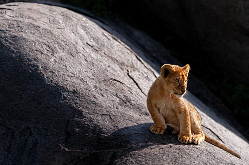 Baby Lion on Rock Art Print