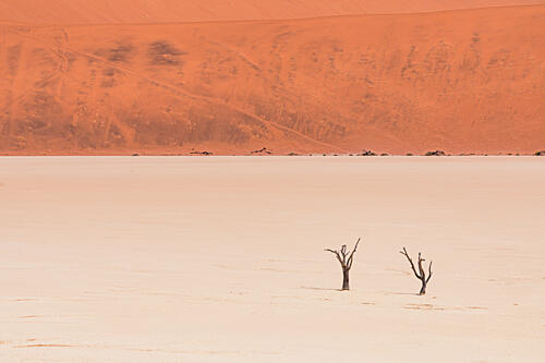 Desert Dunes and Trees Art Print