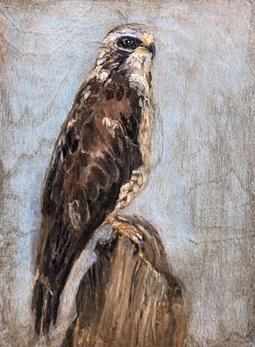 Majestic Hawk Perched Art Print