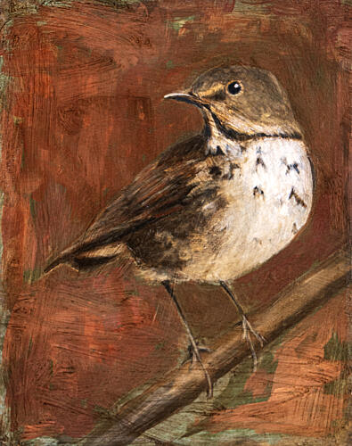 Speckled Thrush Perched Art Print