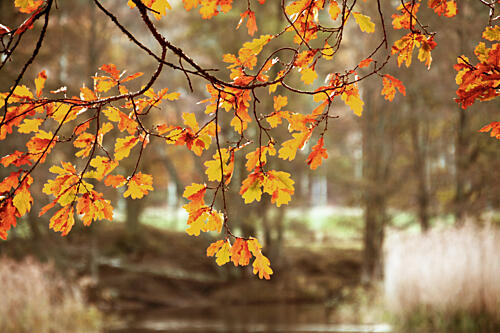Golden Autumn Oak Leaves Gold Print