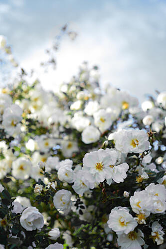 Blooming White Roses Art Print