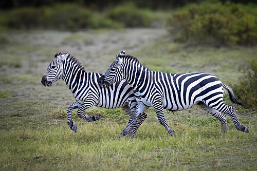 Playful Zebras Running Art Print