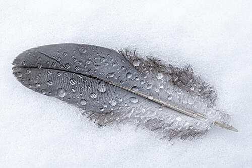 Frozen Feather Drops Art Print