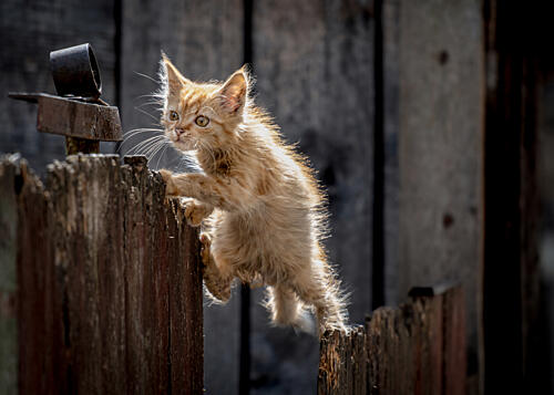 Golden Hour Kitten Gold Print