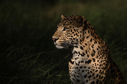 Wild Leopard Profile Gold Print