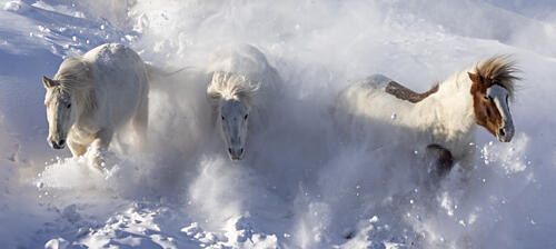 Galloping Snow Horses Art Print