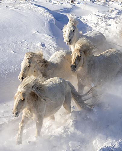 Galloping Snow Horses Art Print